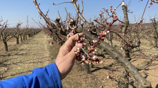 Pěstitelé ovoce jsou připraveni chránit rozkvetlé stromy před jarními mrazy