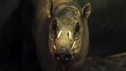 Babirusa sulaweská