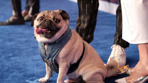 Slavný mops Doug the Pug
