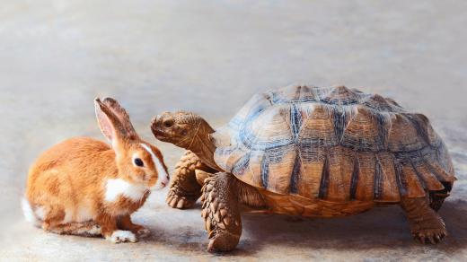 Králíka sice želva nepředhoní, ale roztomilá je taky dost