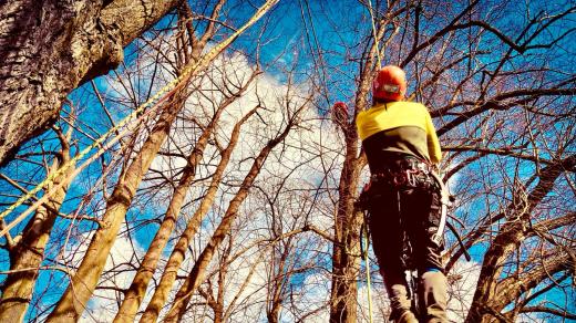 Arboristé pracují v Klokotské aleji v Táboře