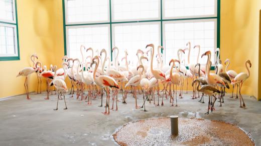 Dvorský safari park přestěhoval na stovku plameňáků do nově budovaného areálu