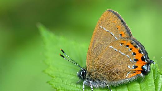 Ostruháček švestkový (Satyrium pruni)