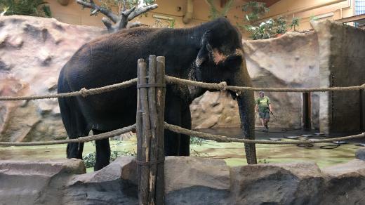 Slonice Delhi v ústecké zoo slaví Mezinárodní den slonů