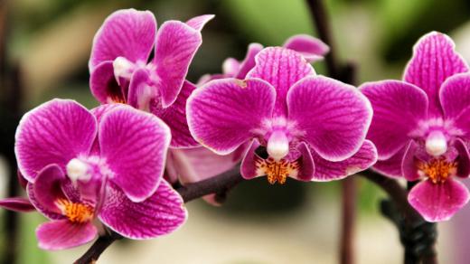 Orchidej phalenopsis