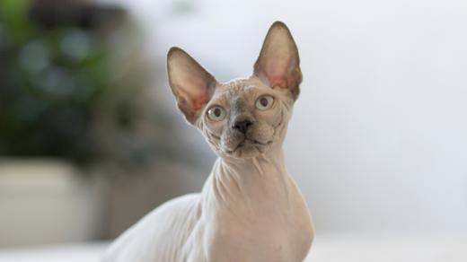 Kočka sphynx