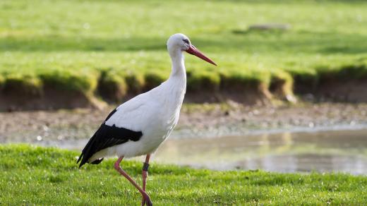 Čapí samička Zbojnice zůstala na zimu ve dvorském safari parku