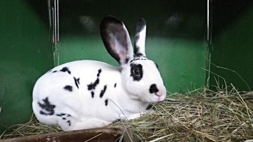 Králík na chovatelské výstavě ve Lhotě u Šternberka