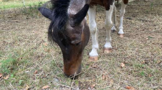 Poníci na Pání hoře u Karlštejna