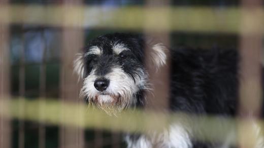 Pes Bárt, útulek Polná