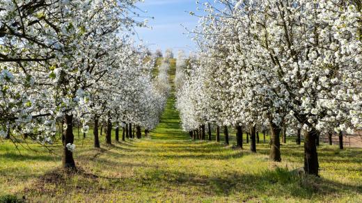 Třešňový sad