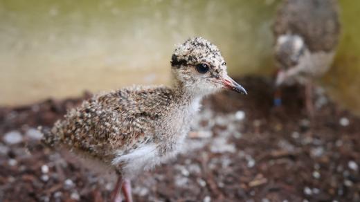 Mláďata čejek. Dvorský safari park jako jediná zoo v České republice usiluje o odchov čejek korunkatých