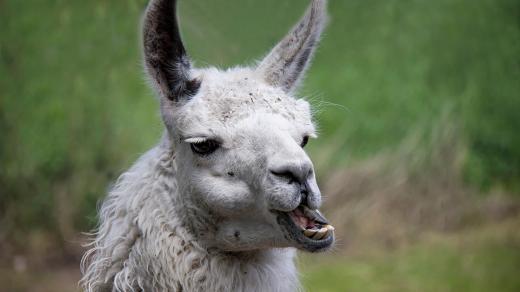 Lama umí „doplivnout“ až čtyři metry daleko