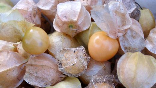 Zralé plody mochyně peruánské