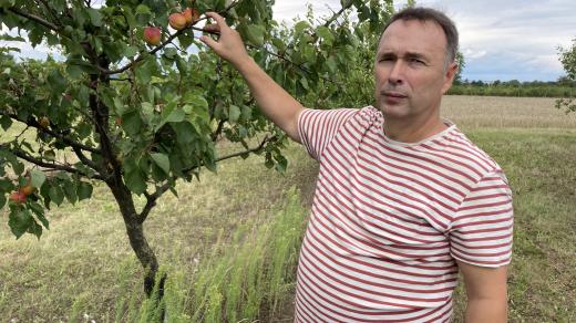 Odrůda bergecot dozrává ještě v srpnu, ukazuje Tomáš Nečas