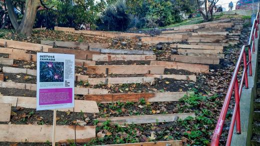 Dešťová zahrada vznikla v Kochanově ulici