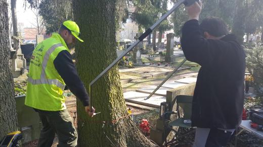 Vyšetření stromu speciálním tomografem, Jihlava