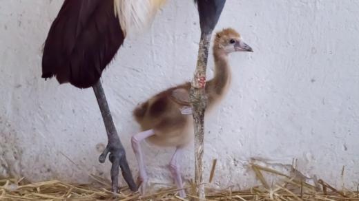 Mládě jeřába královského v Safari Parku Dvůr Králové