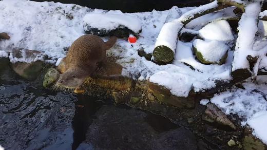 Vydra v plzeňské zoo