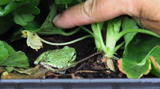 V leteckém muzeu v Koněšíně se mezi vrtulníky a letadly daří i vzácným obojživelníkům