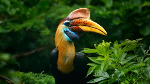 Zoborožců je mnoho druhů