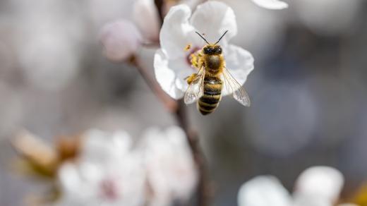 Včela, jaro (ilustrační fotografie)