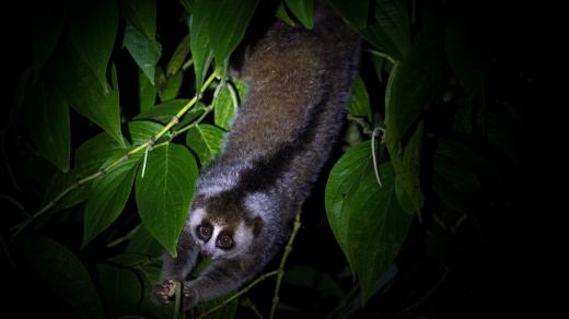 Ohrožené druhy a jejich ochrana: 1. místo Lucie Čižmářová / Ochrana outloňů váhavých