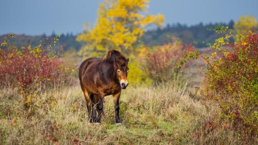 Exmoorský pony
