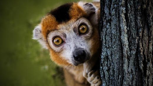 Lemur