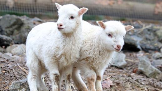 Jehňata plemena skudde