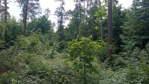 Les modelu Dauerwald