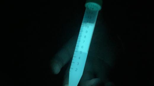 Luciferáza ve zkumavce