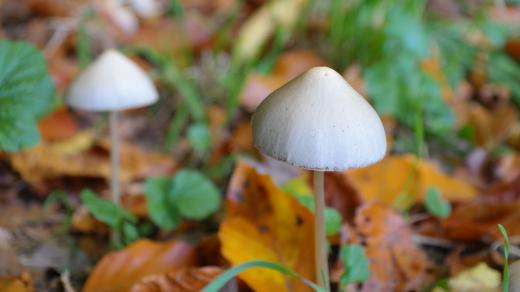 Lysohlávky obsahují halucinogen psilocybin