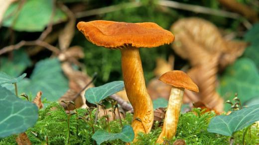 Pavučinec plyšový (Cortinarius orellanus), jedovatá houba