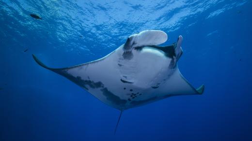 Manta obrovská