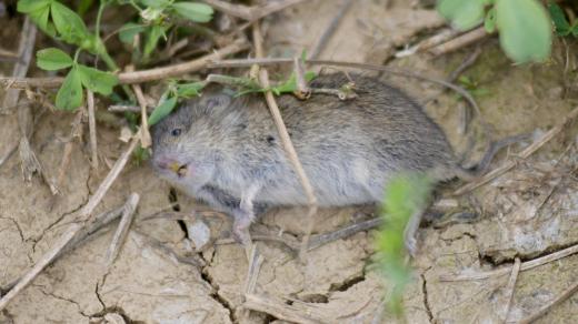 Hraboš polní (ilustrační foto)