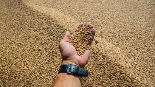 Obilí (ilustrační foto)