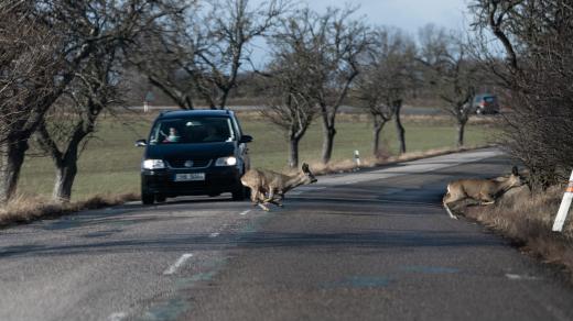 střet se zvěří, ilustrační foto