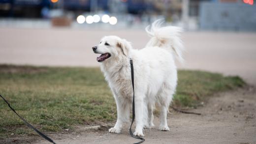 Pes na vodítku, ilustrační foto