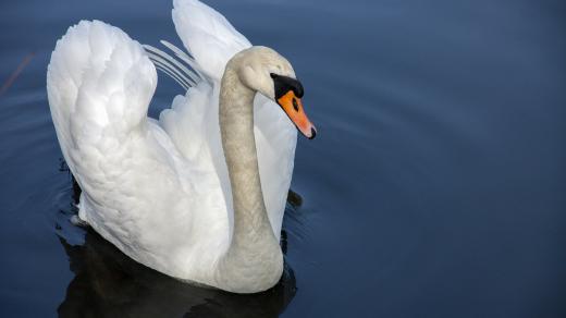 Labuť (ilustrační foto)