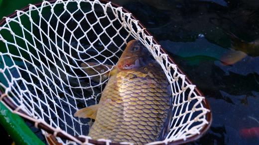 Vánoční kapři tradičně patří na štědrovečerní stůl