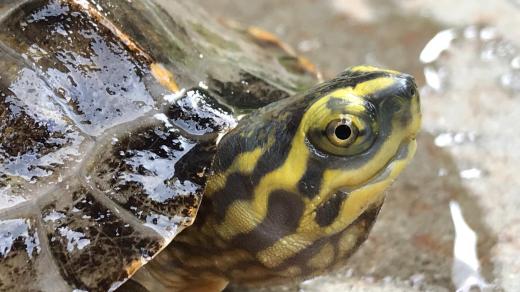 Sladkovodní želva chrámová je doma v Thajsku, Kambodži nebo Vietnamu